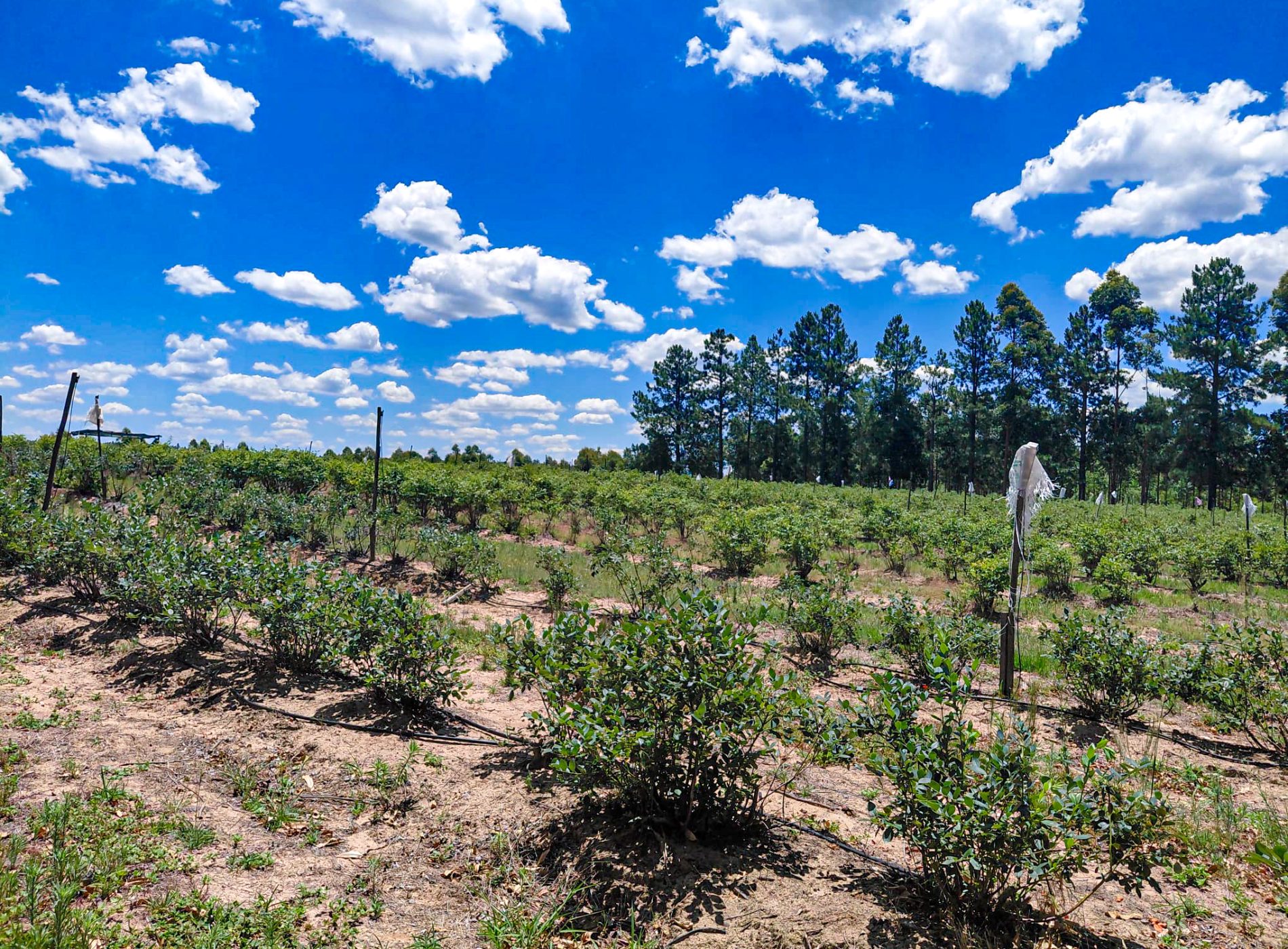 Denise_Argentine_106_05 février 2026